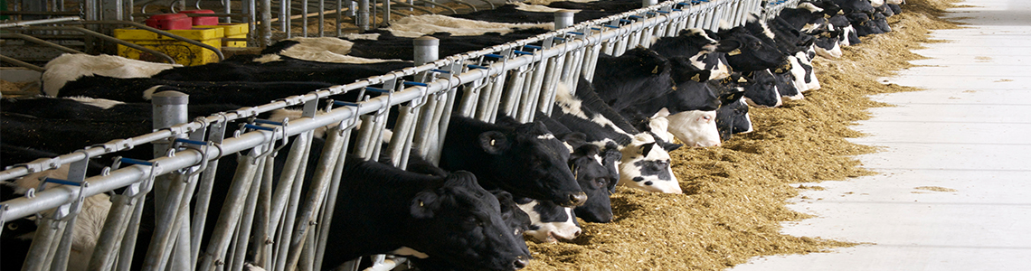Image of dairy cows eating in a barn